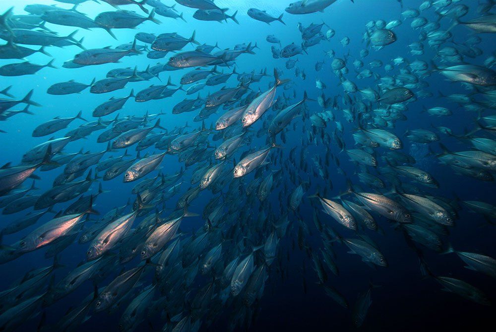 School of silver fish swimming in dark blue ocean water.