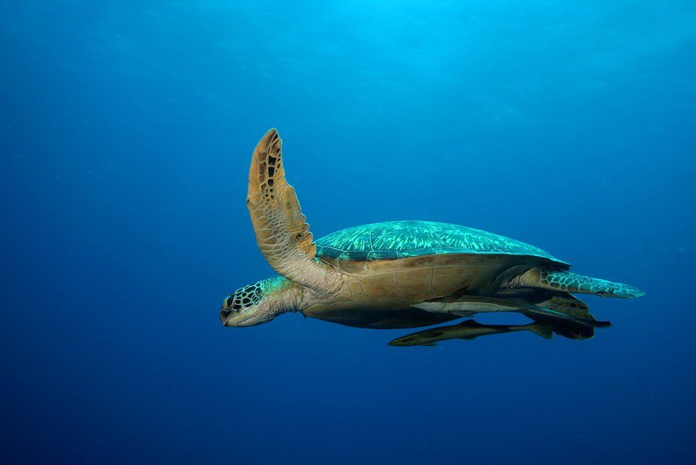 Sea turtle swims gracefully in deep blue water, extending its flippers.