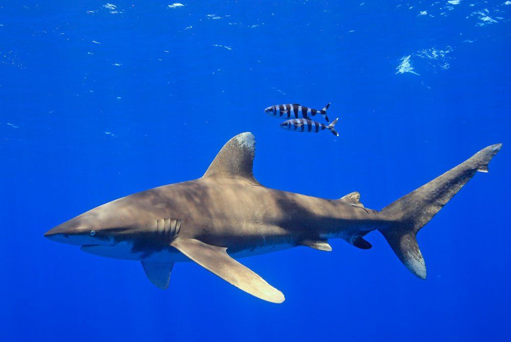 Shark swims in blue water, with two striped fish above it.