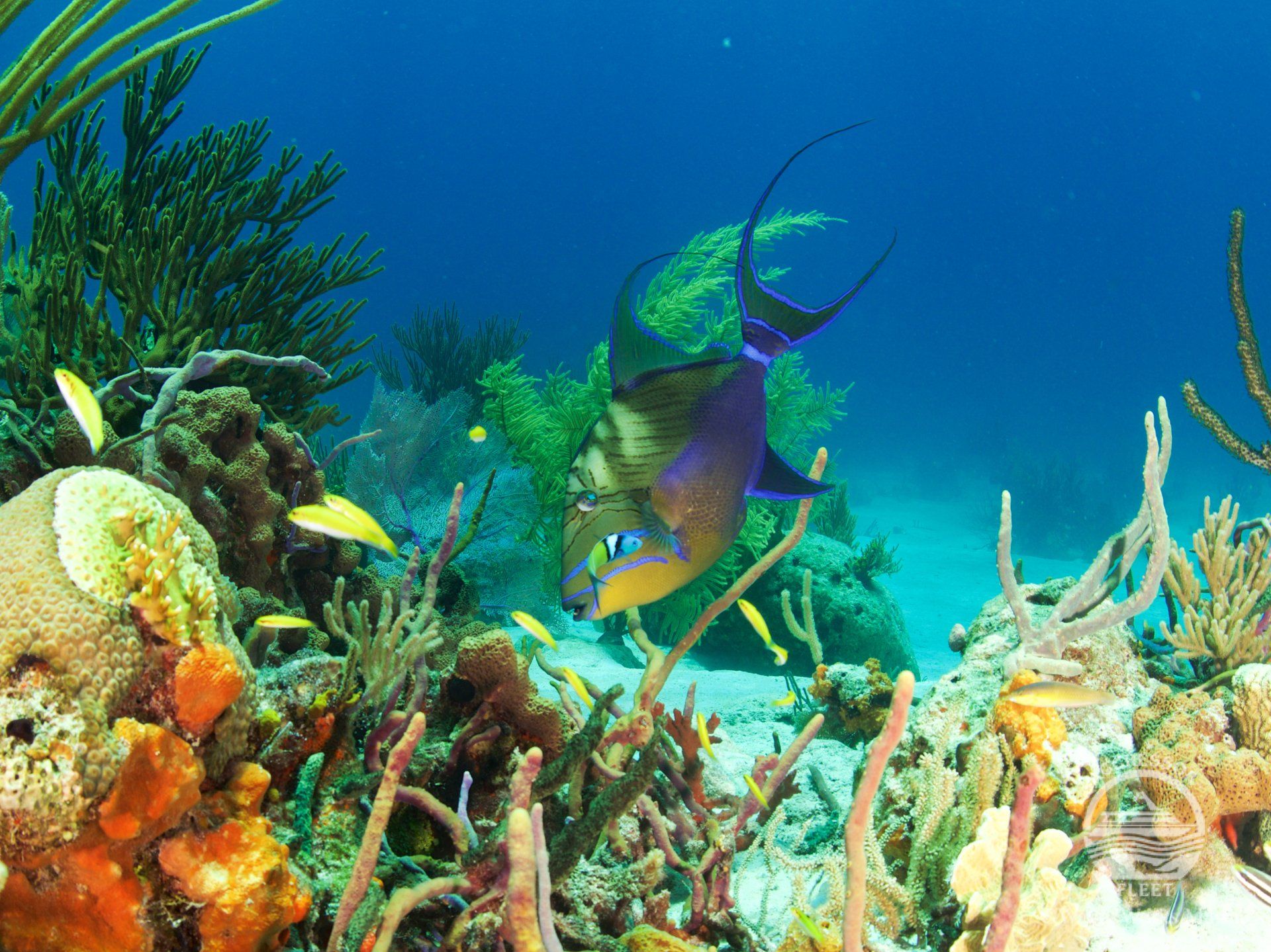 Colorful fish swims near coral reef underwater.