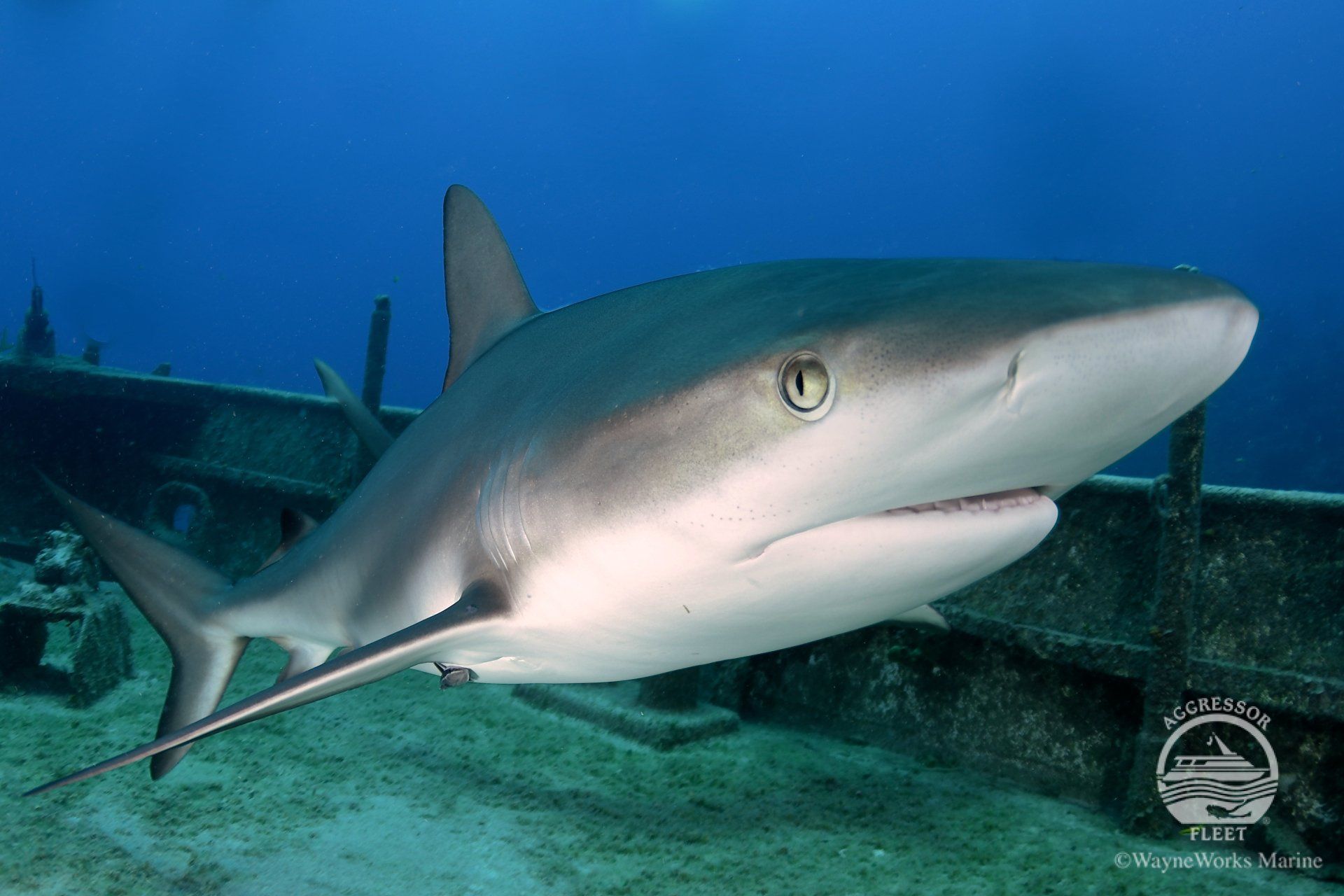 Grey reef shark swimming near a submerged shipwreck, underwater.
