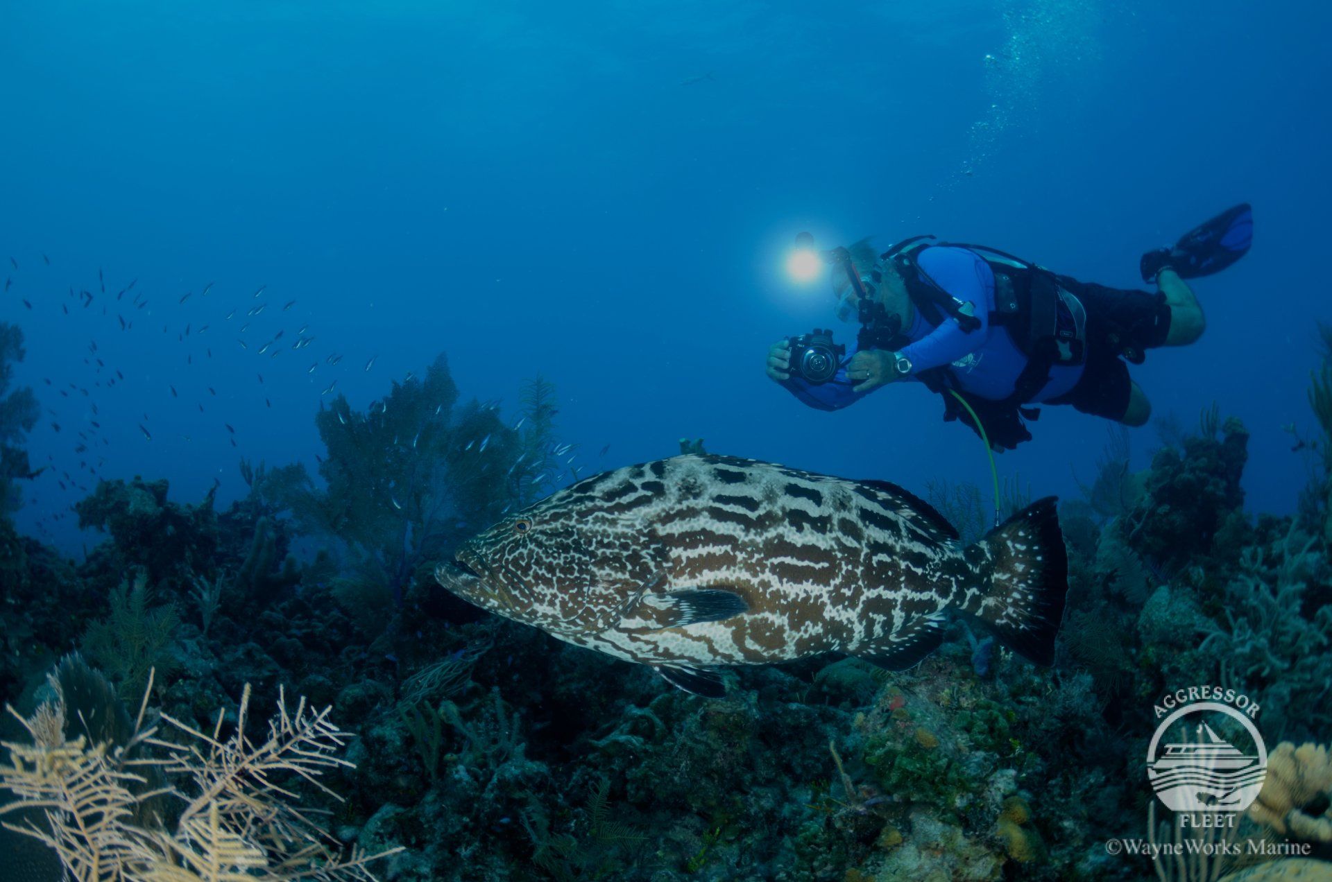 Scuba diver swims near a large spotted fish in blue water, over a coral reef.