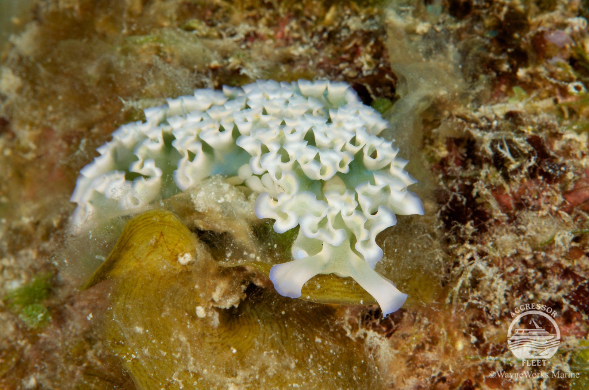 White sea slug with ruffled edges on a brown and green coral reef.
