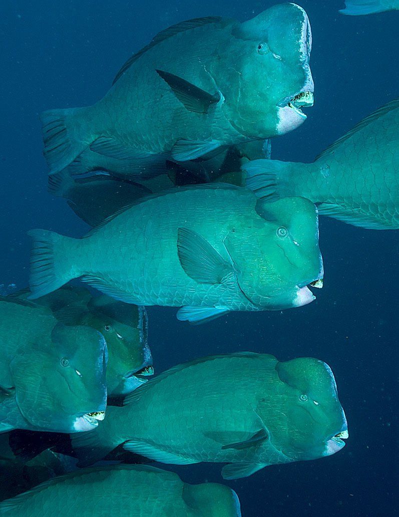 School of turquoise parrotfish underwater.