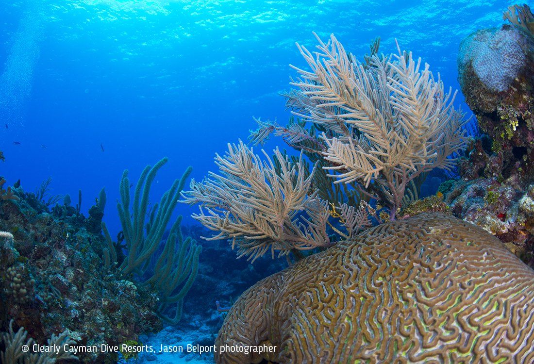 Coral reef with various coral formations and sea plants, blue water above.