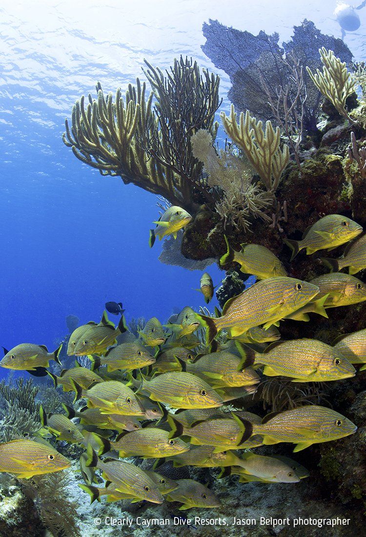 School of yellow fish swimming near a coral reef in blue water.
