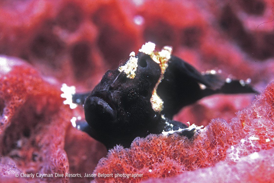 Black frogfish with white-tipped fins on red coral.