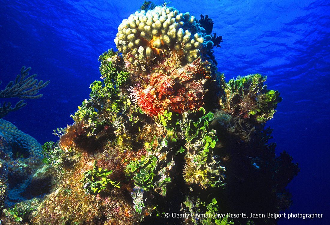 Coral reef underwater, vibrant colors: green, orange, white, and blue.