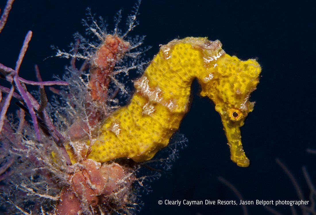 Yellow seahorse, attached to coral, against a dark blue background.