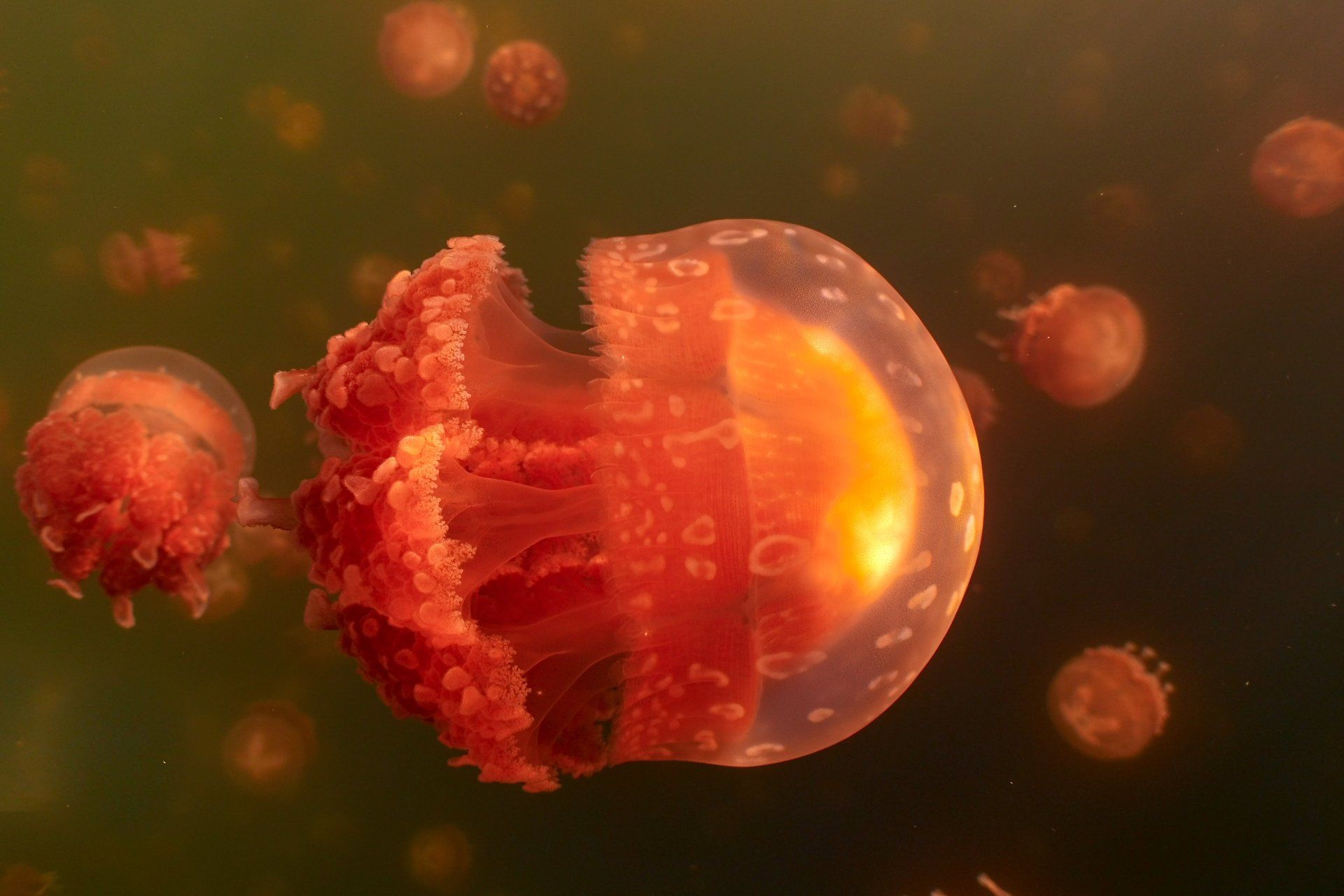 Orange jellyfish swim in murky water.