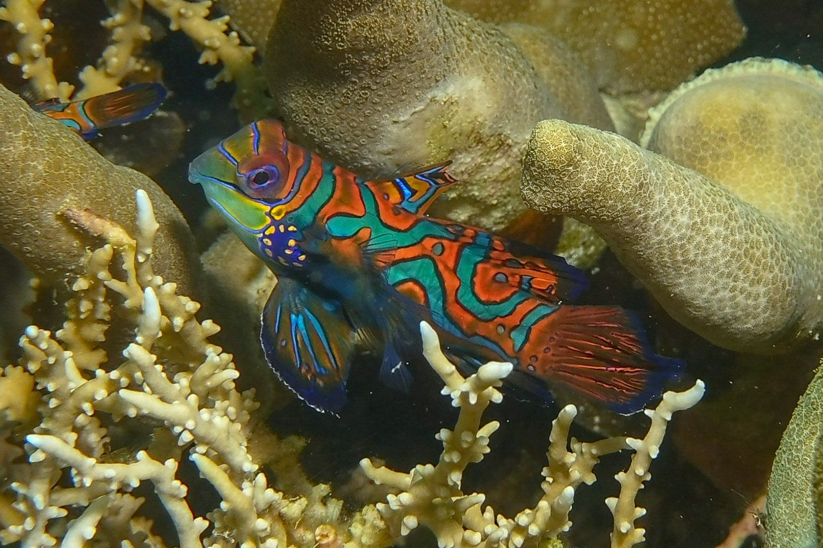 A vibrant mandarin dragonet fish with blue, orange, and green patterns swims amongst coral.