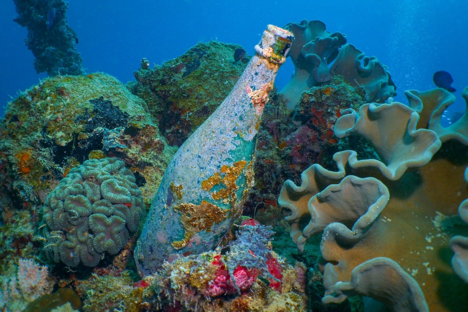 Bottle encrusted with coral in an underwater environment, surrounded by colorful coral formations.