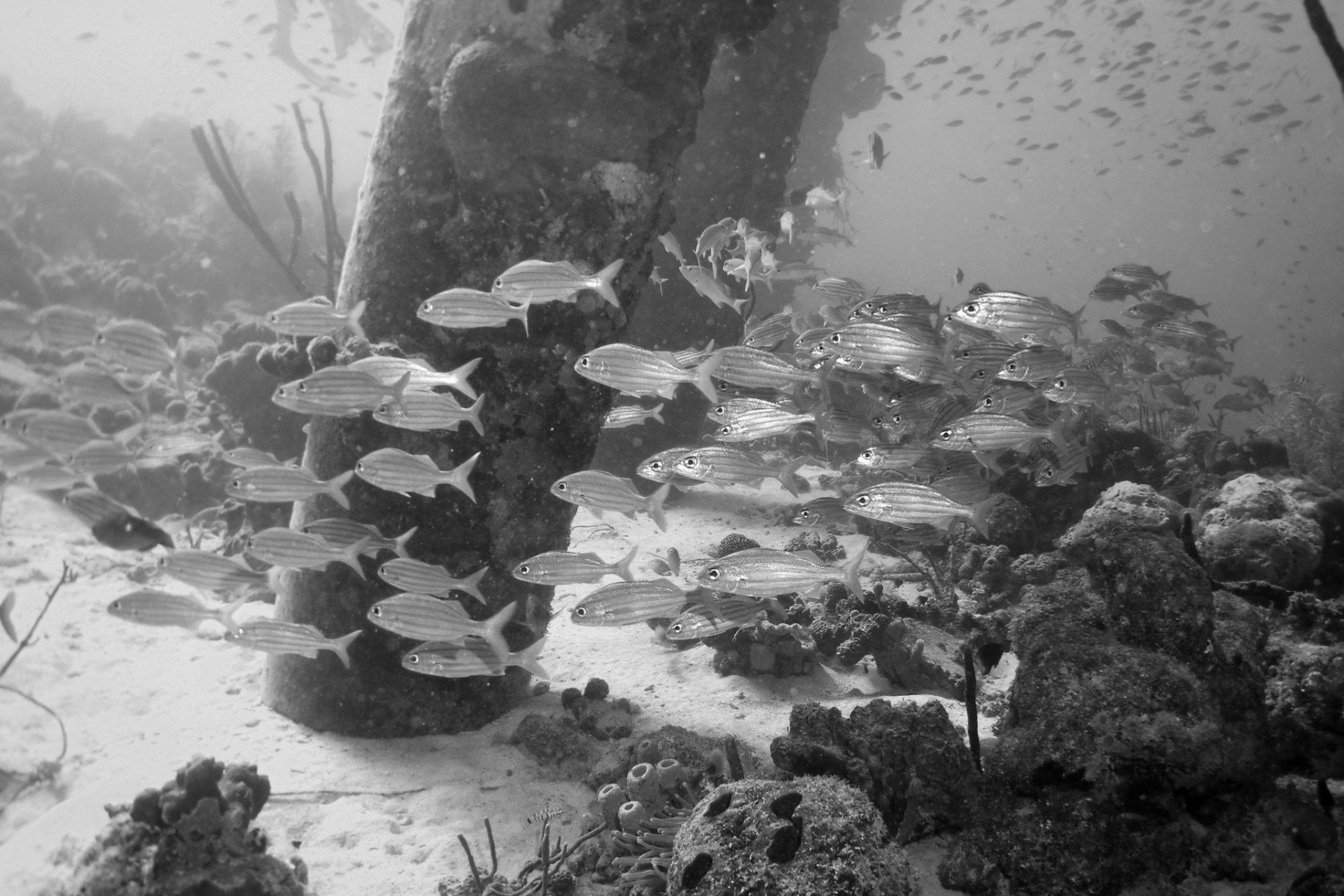 School of fish swim near a submerged structure and coral on sandy ocean floor.