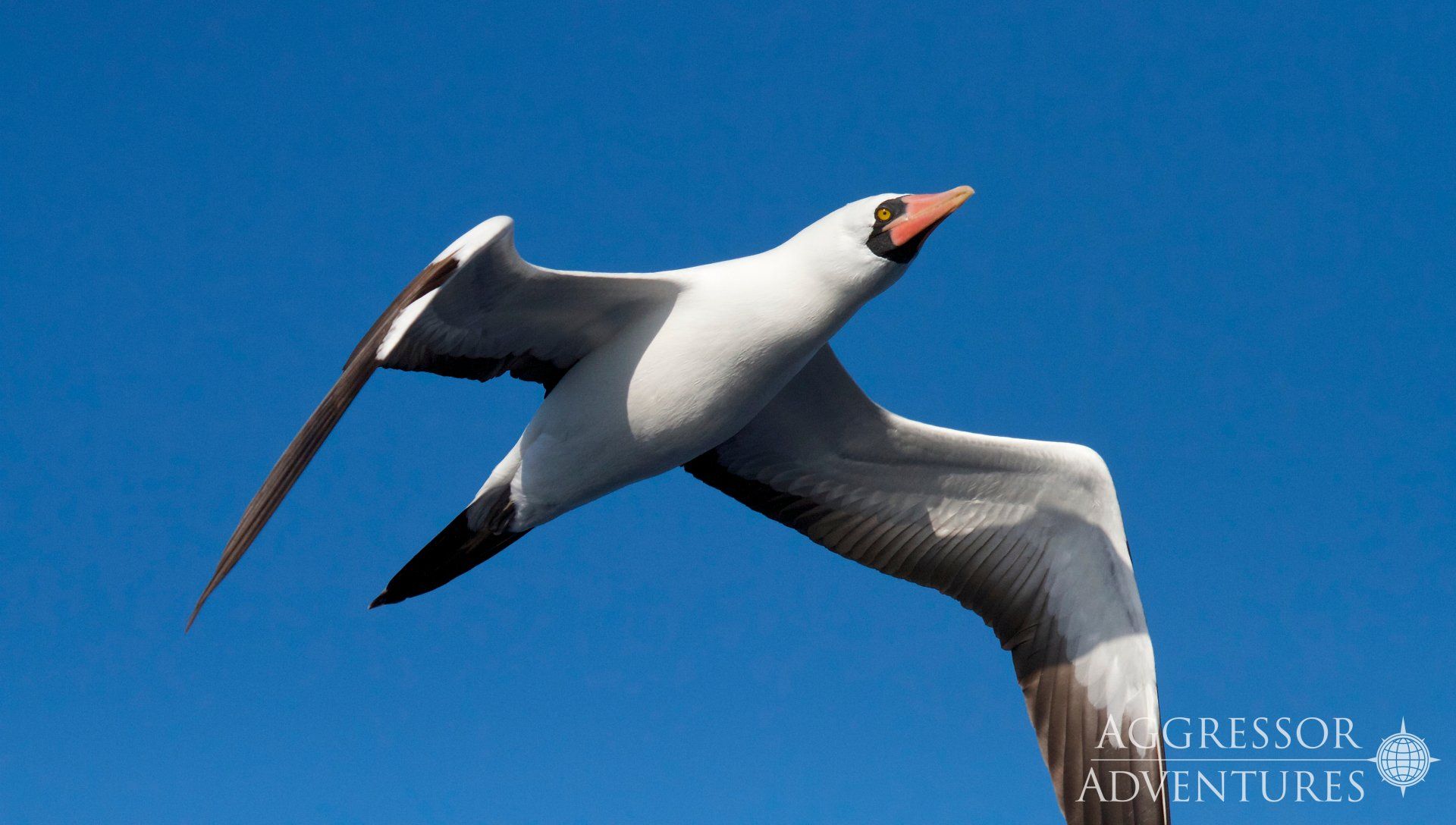 Bird with white body and black wings flying in blue sky.
