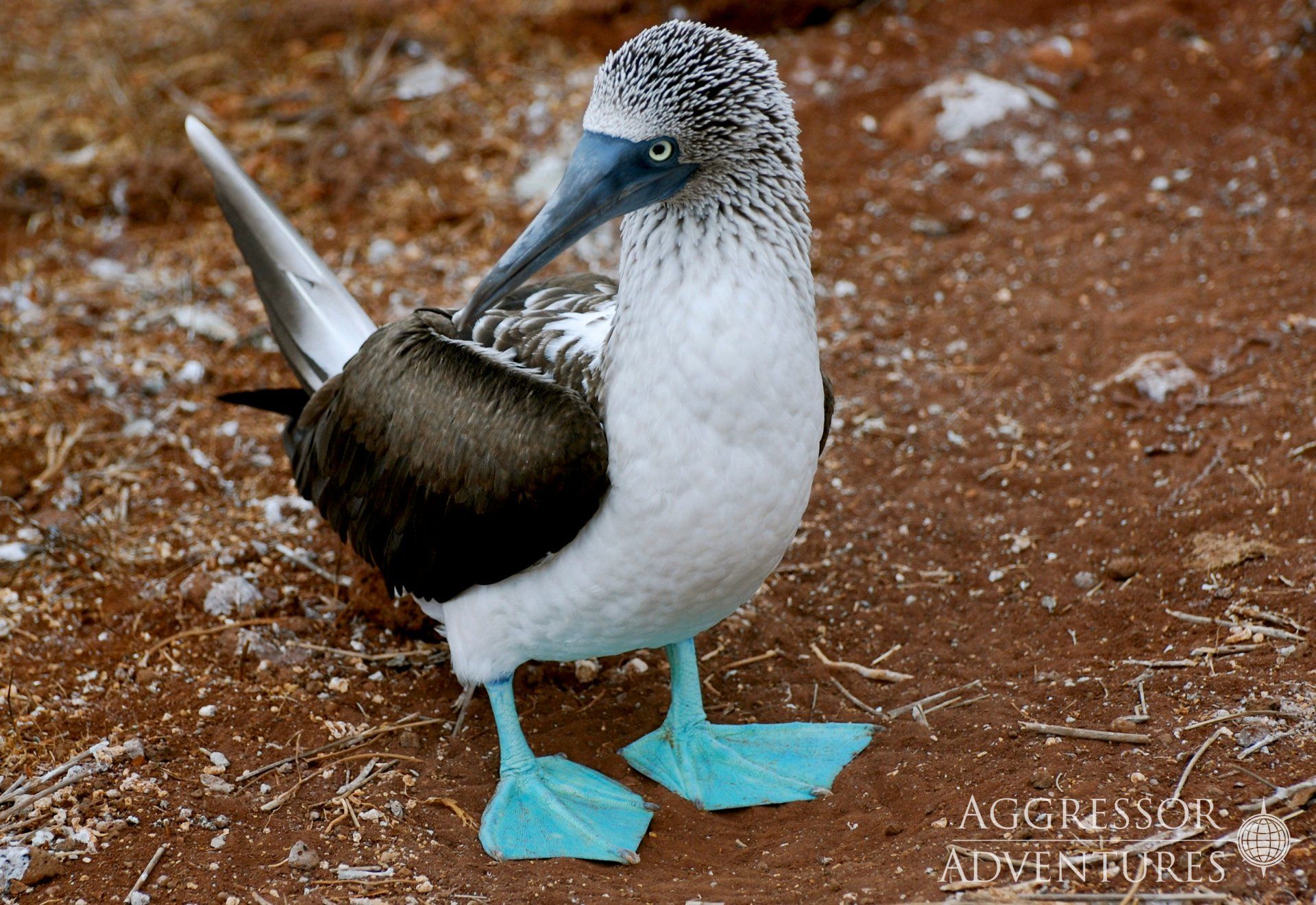 Blue-footed booby with distinctive turquoise feet and blue beak, stands on reddish ground.
