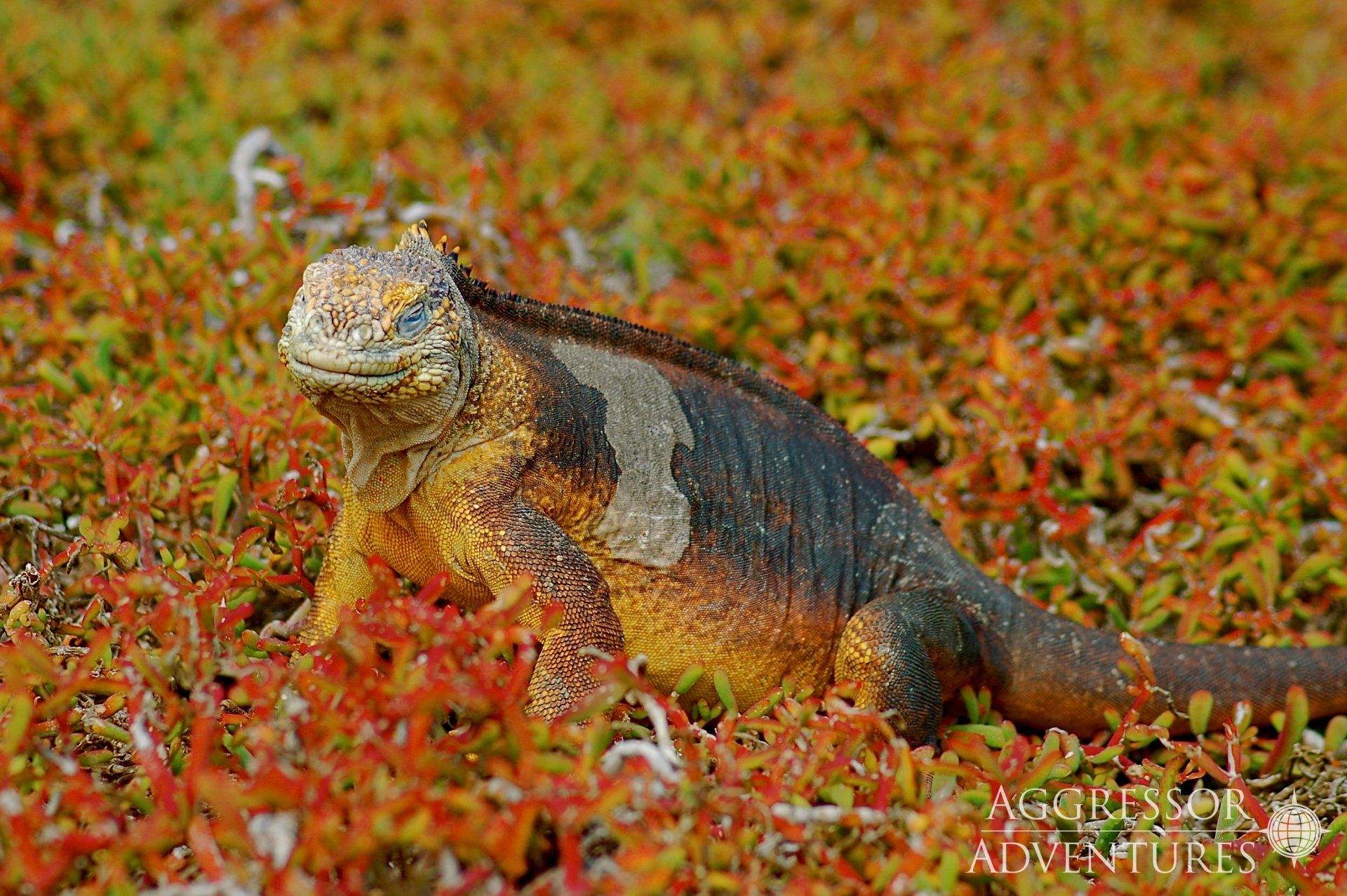 Yellow-orange Galapagos land iguana in reddish plants, looking towards the viewer.