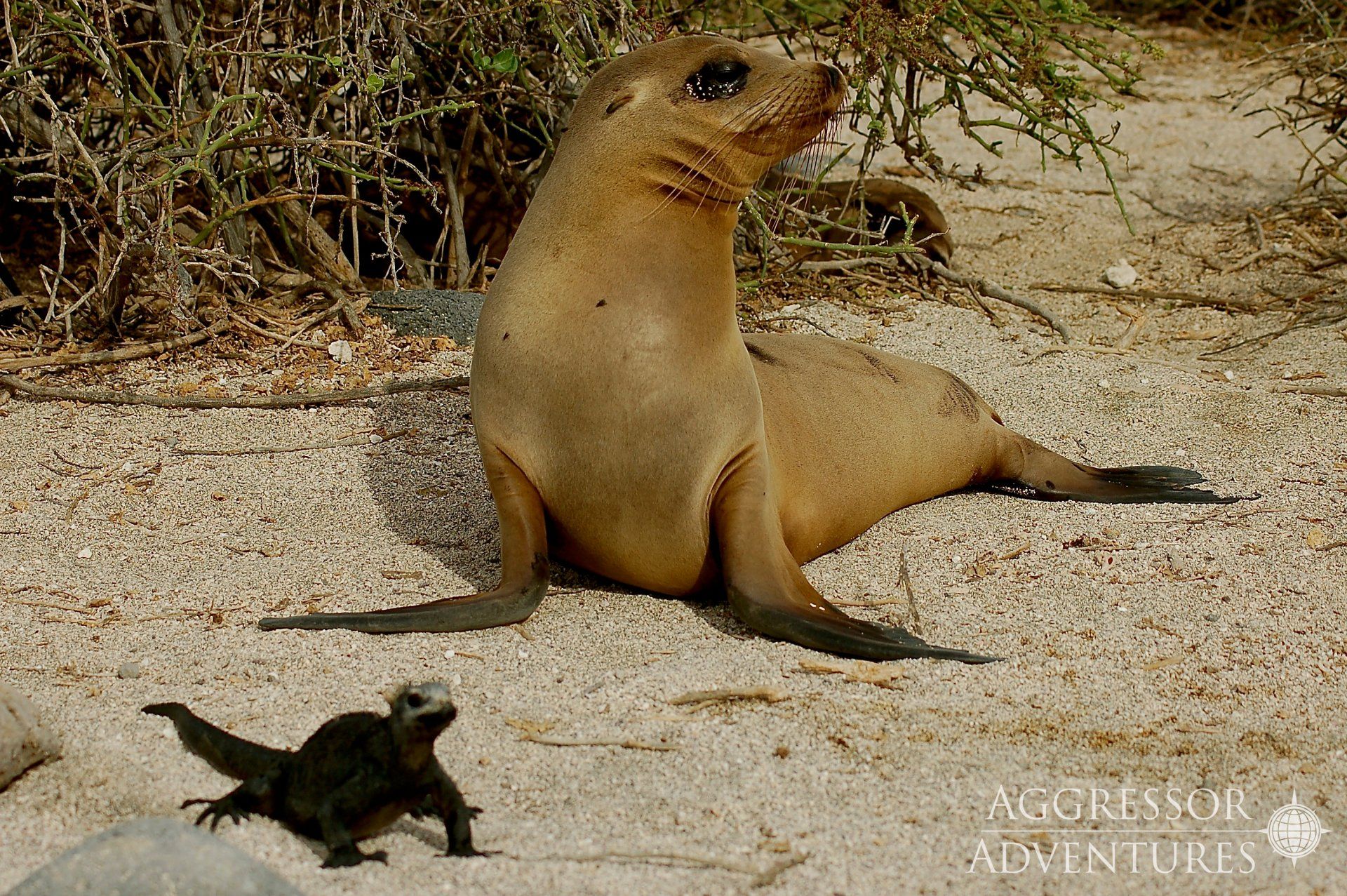 Sea lion sits on a beach, looking up. Marine iguana in foreground. Sandy, rocky ground.