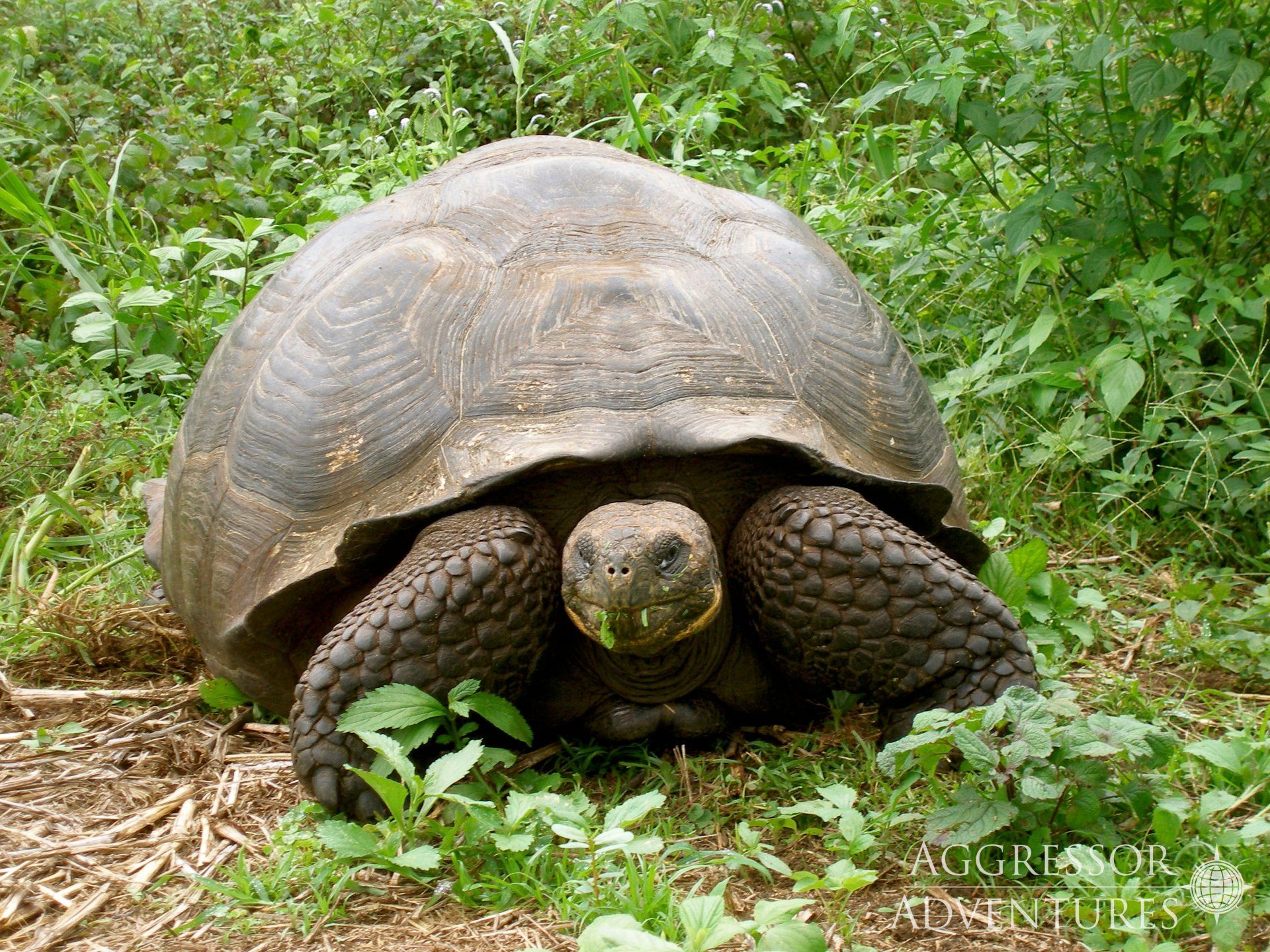 Giant tortoise in grassy, green environment.