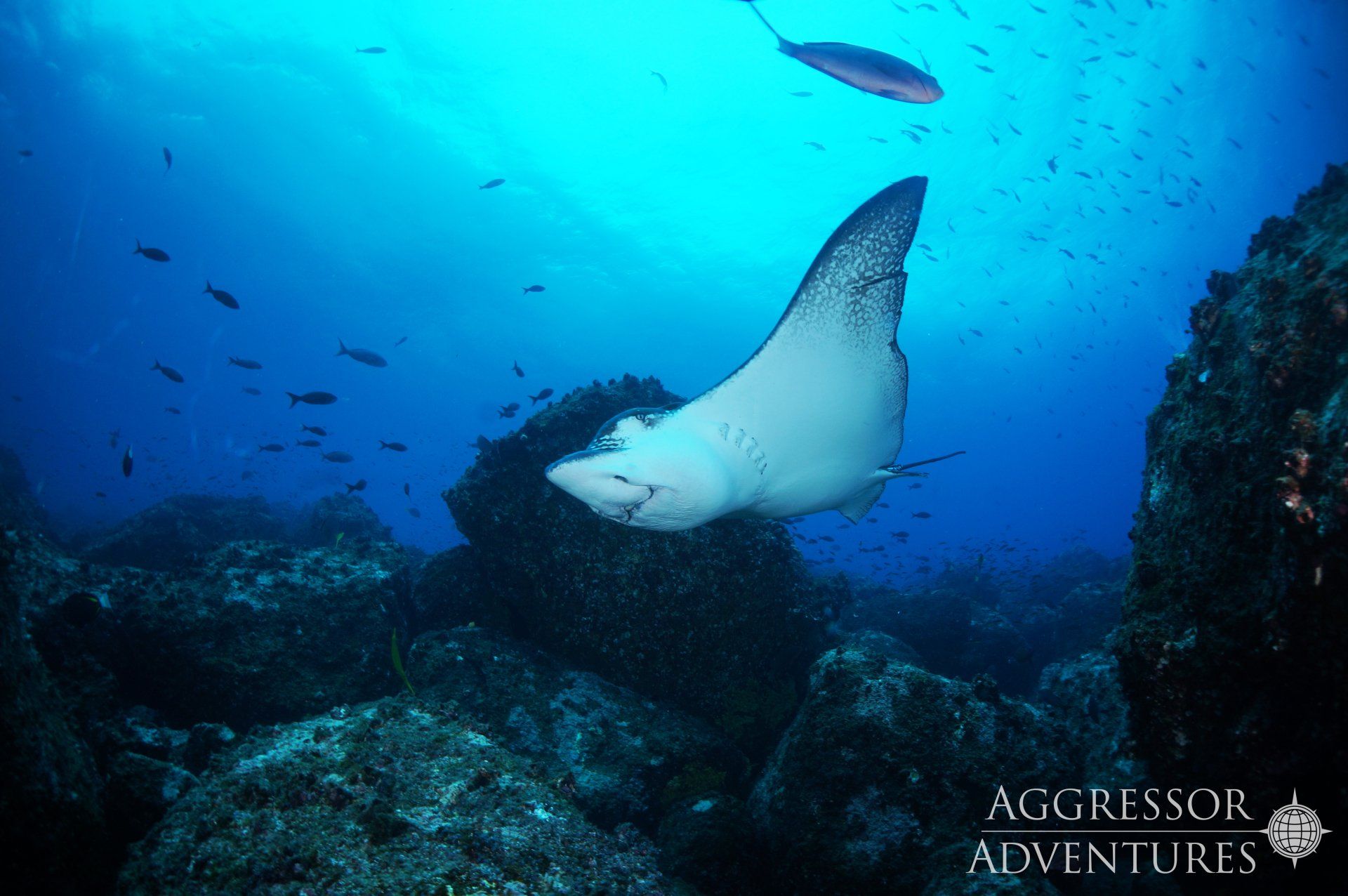 Eagle ray swims near rocks in clear blue ocean.