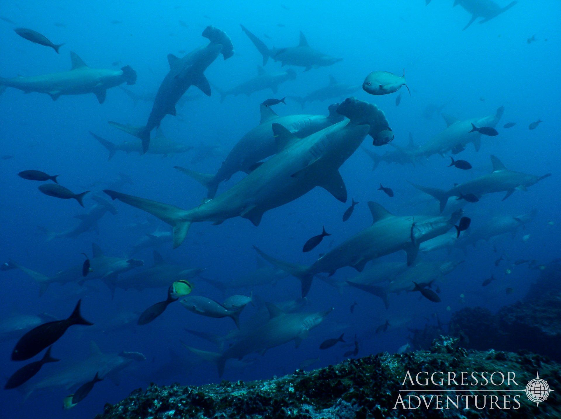 School of hammerhead sharks swims underwater, near a coral reef.