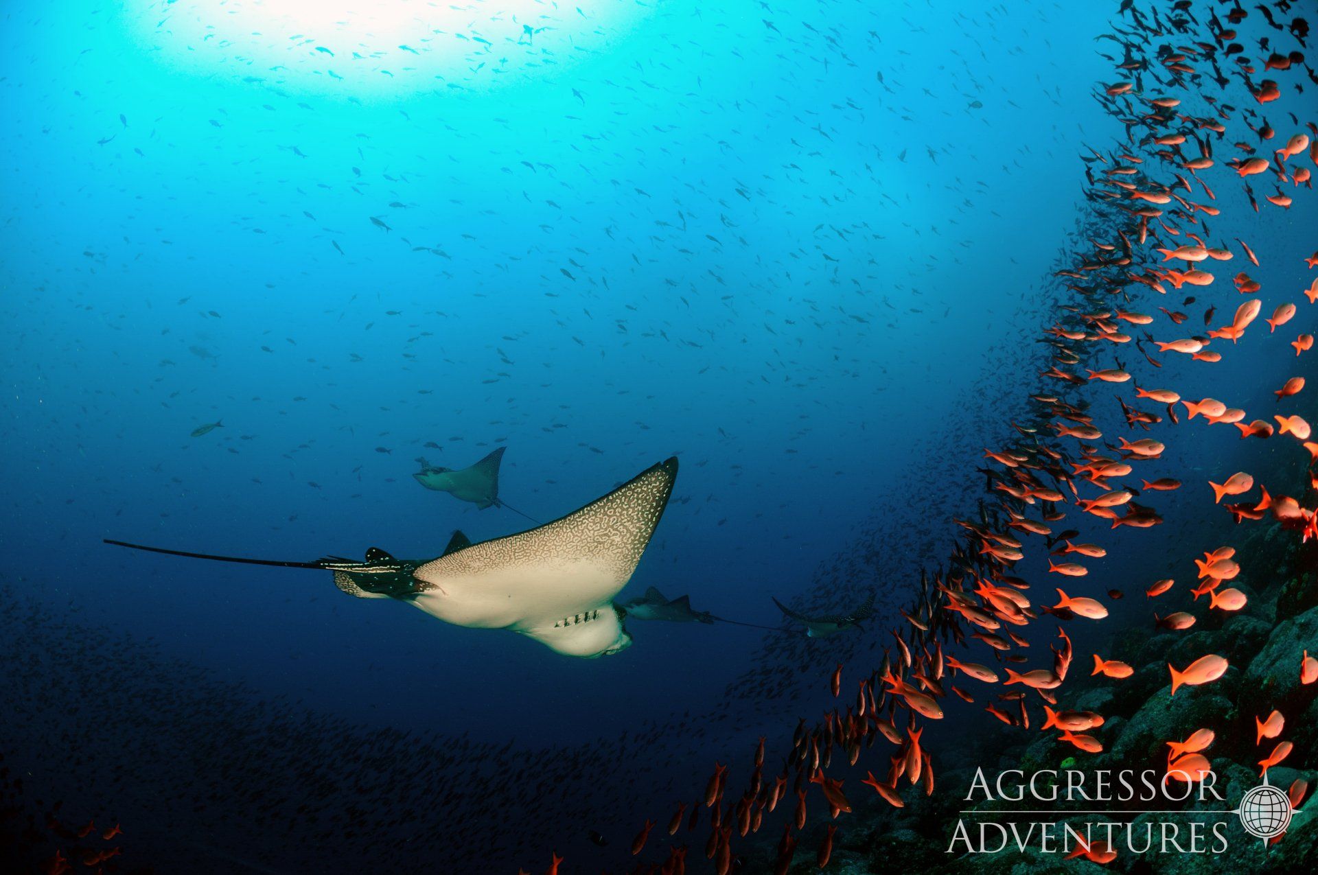 Two spotted eagle rays swim in blue ocean with school of orange fish.