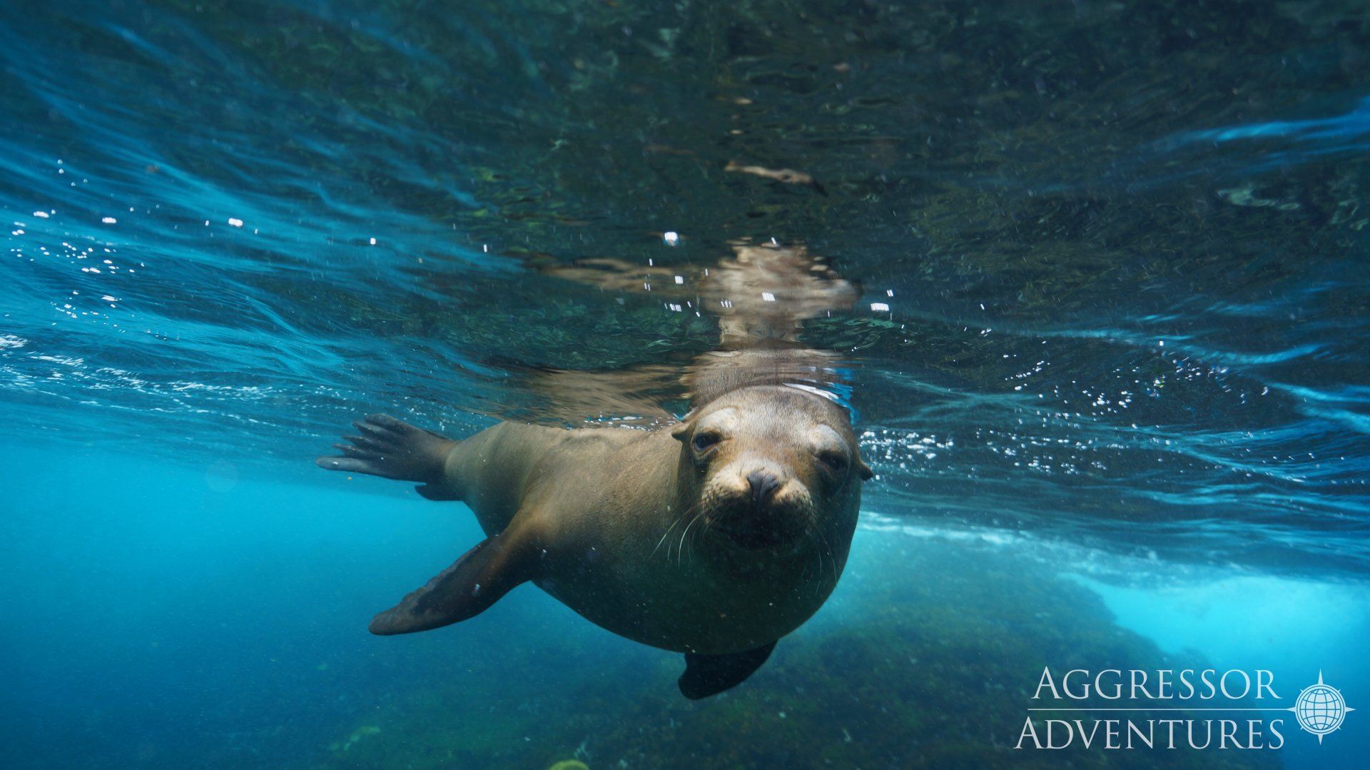 Sea lion swimming underwater, looking towards the camera.