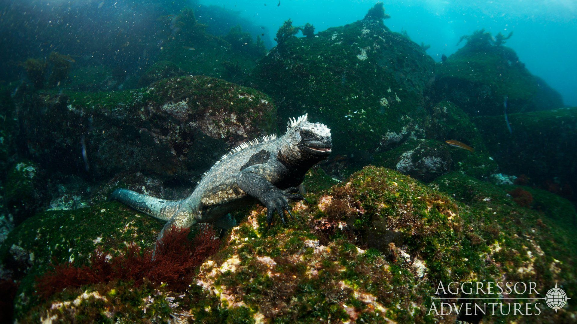 Marine iguana on algae-covered rocks underwater; gray scales, dark water, and green/brown algae.