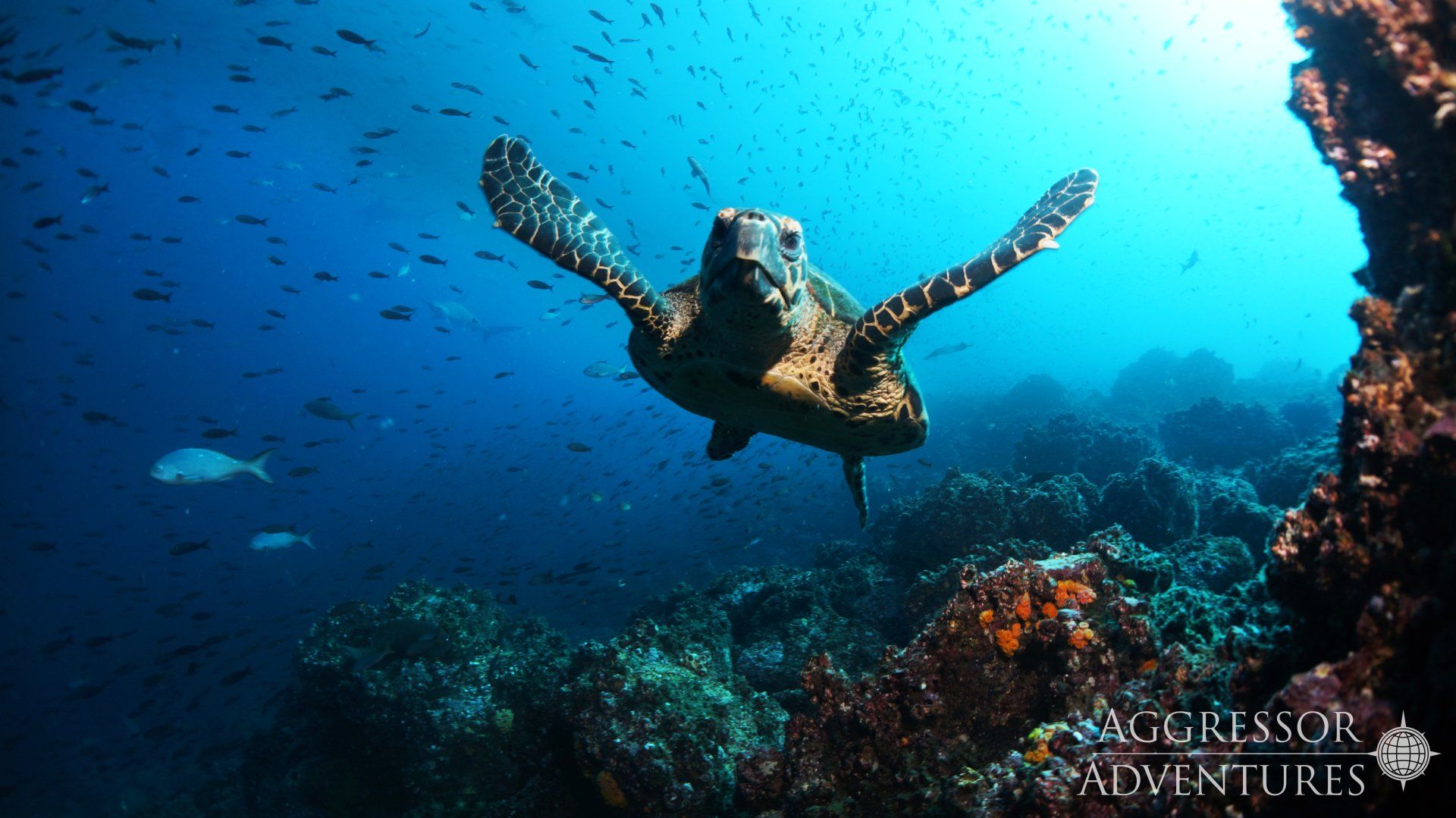Sea turtle swims in blue water near coral reef.
