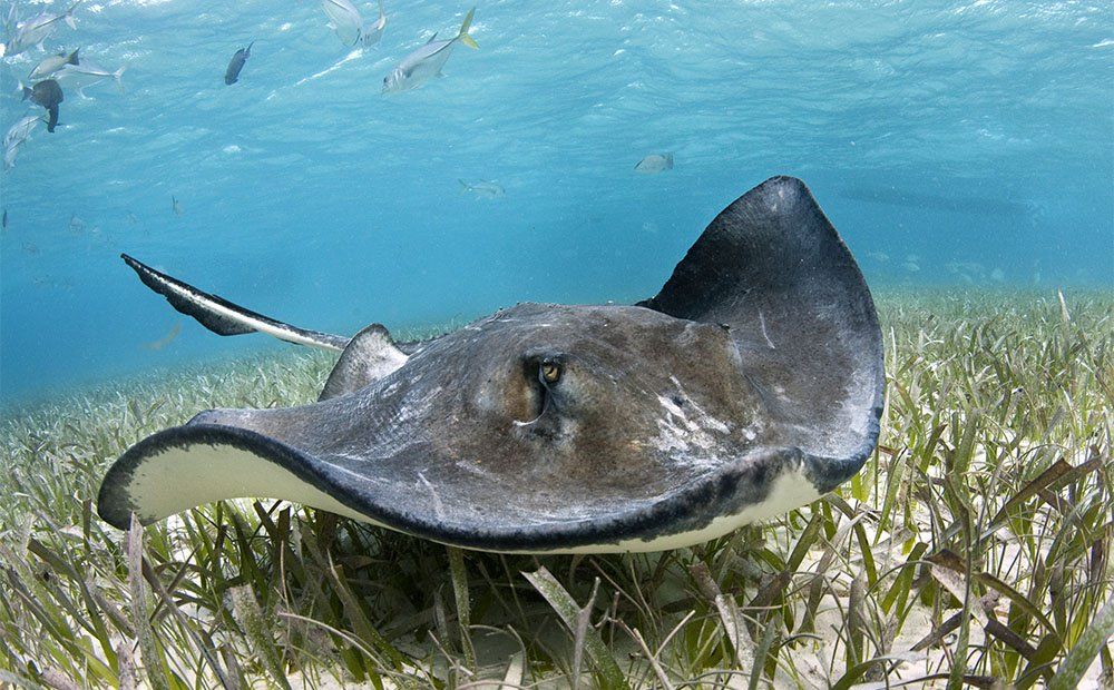 Stingray in shallow, clear water over green sea grass.