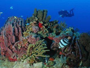 Coral reef with diver, colorful fish, sponges, and ocean background.