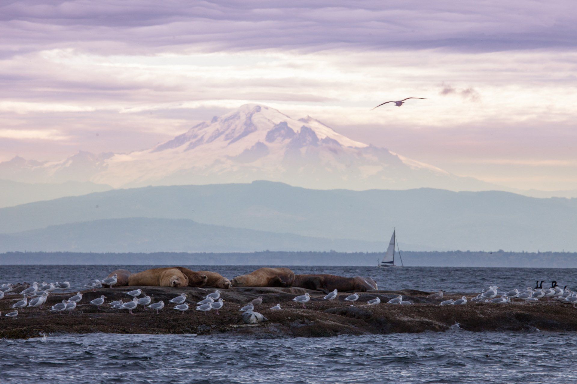 Seals and seagulls on a rocky island; sailboat on water; snow-capped mountain backdrop.