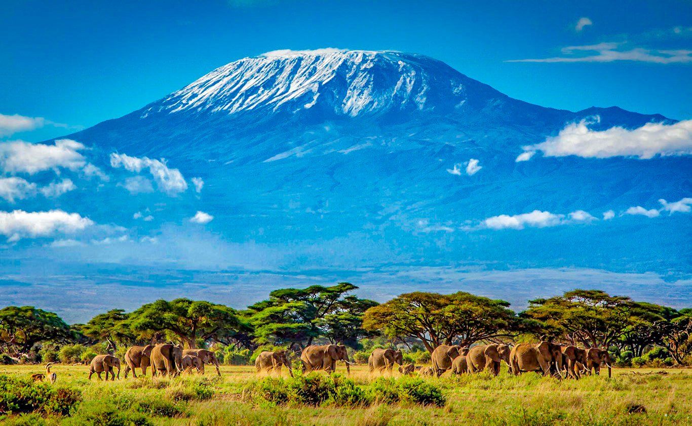 Snow-capped Mount Kilimanjaro overlooks a grassy plain with a herd of elephants under a bright blue sky.