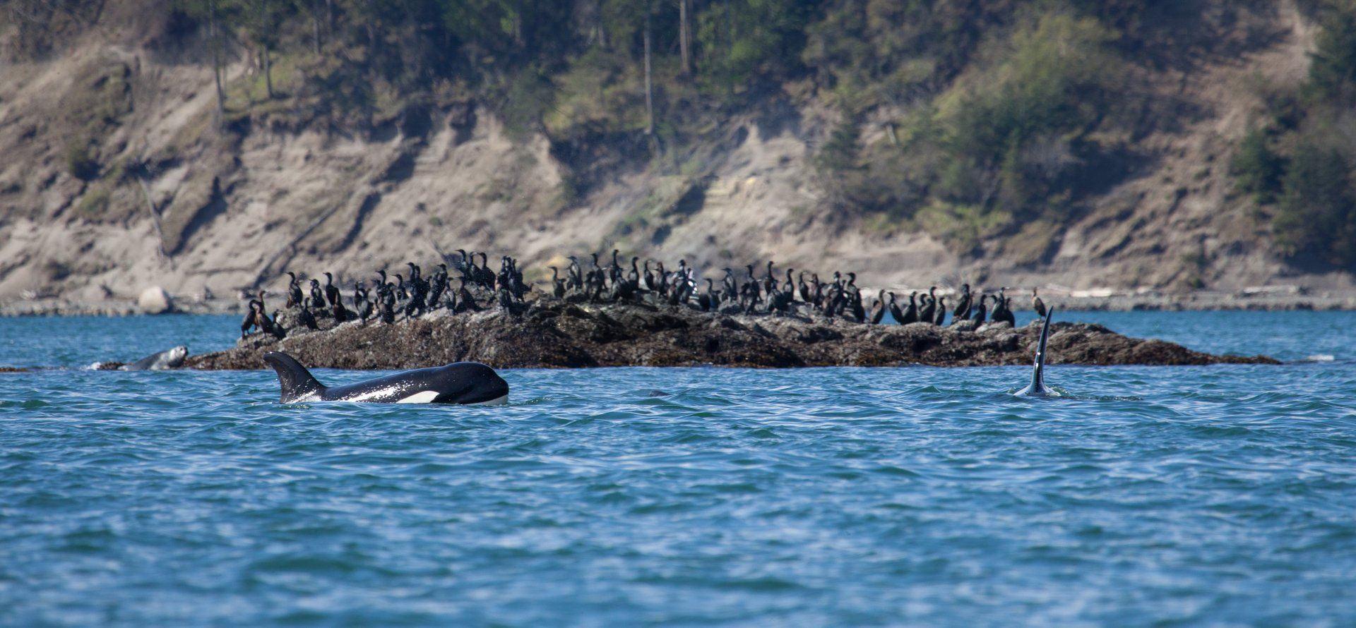 Orca whale surfaces near a rocky island with many seabirds, in blue water. Hills in the background.