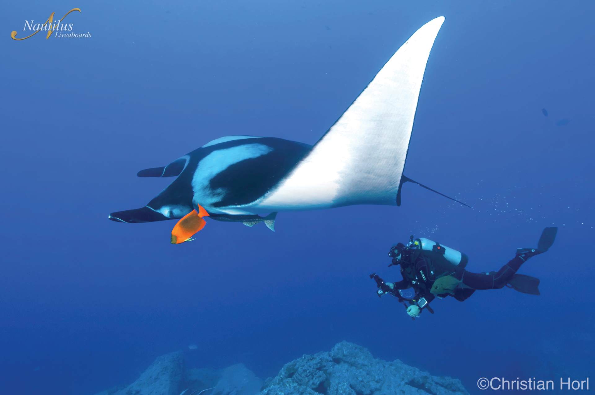 Scuba diver watches a manta ray glide in the blue ocean. Ray has black back, white underside. Orange fish visible.
