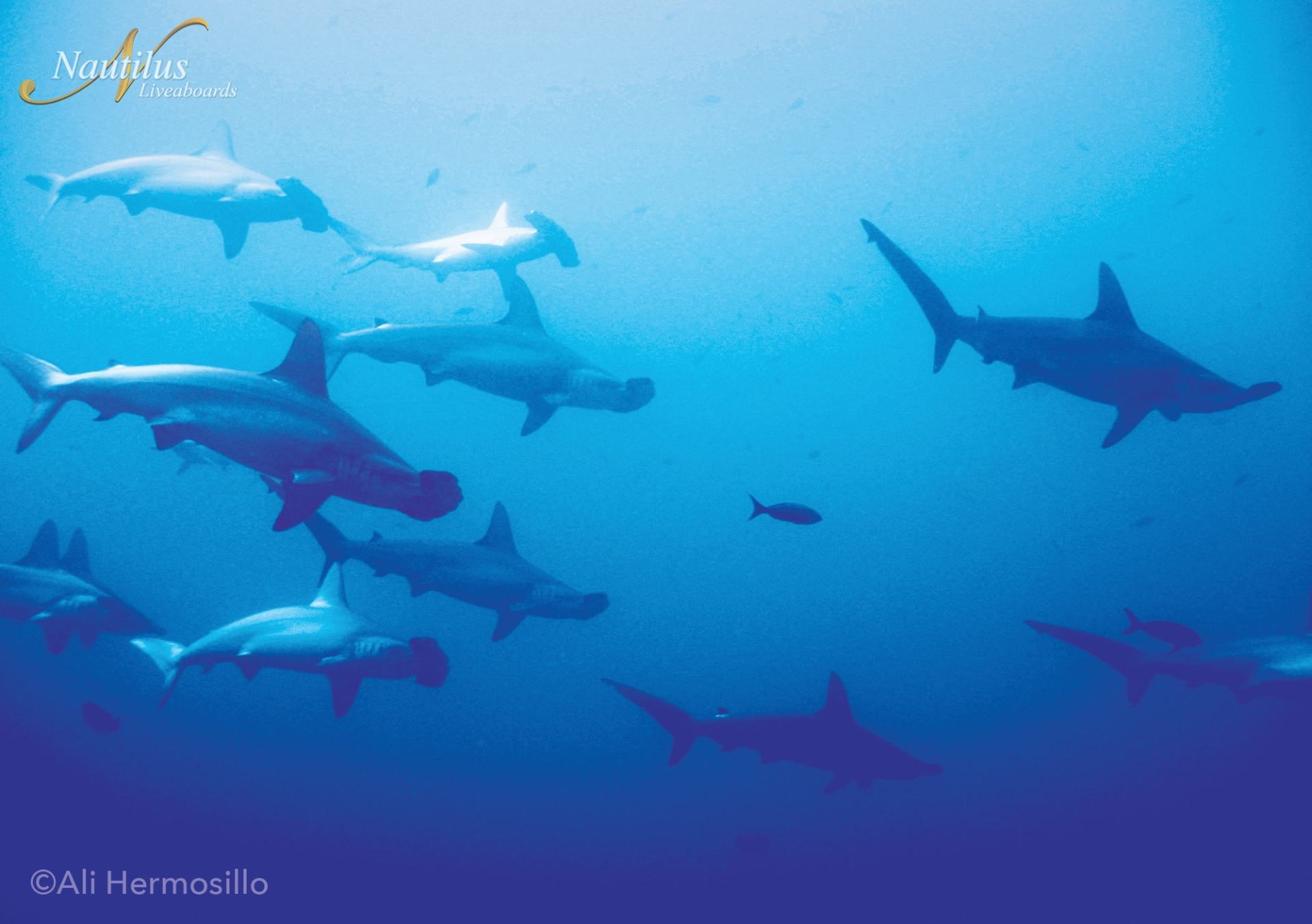 School of hammerhead sharks swims in deep blue ocean.