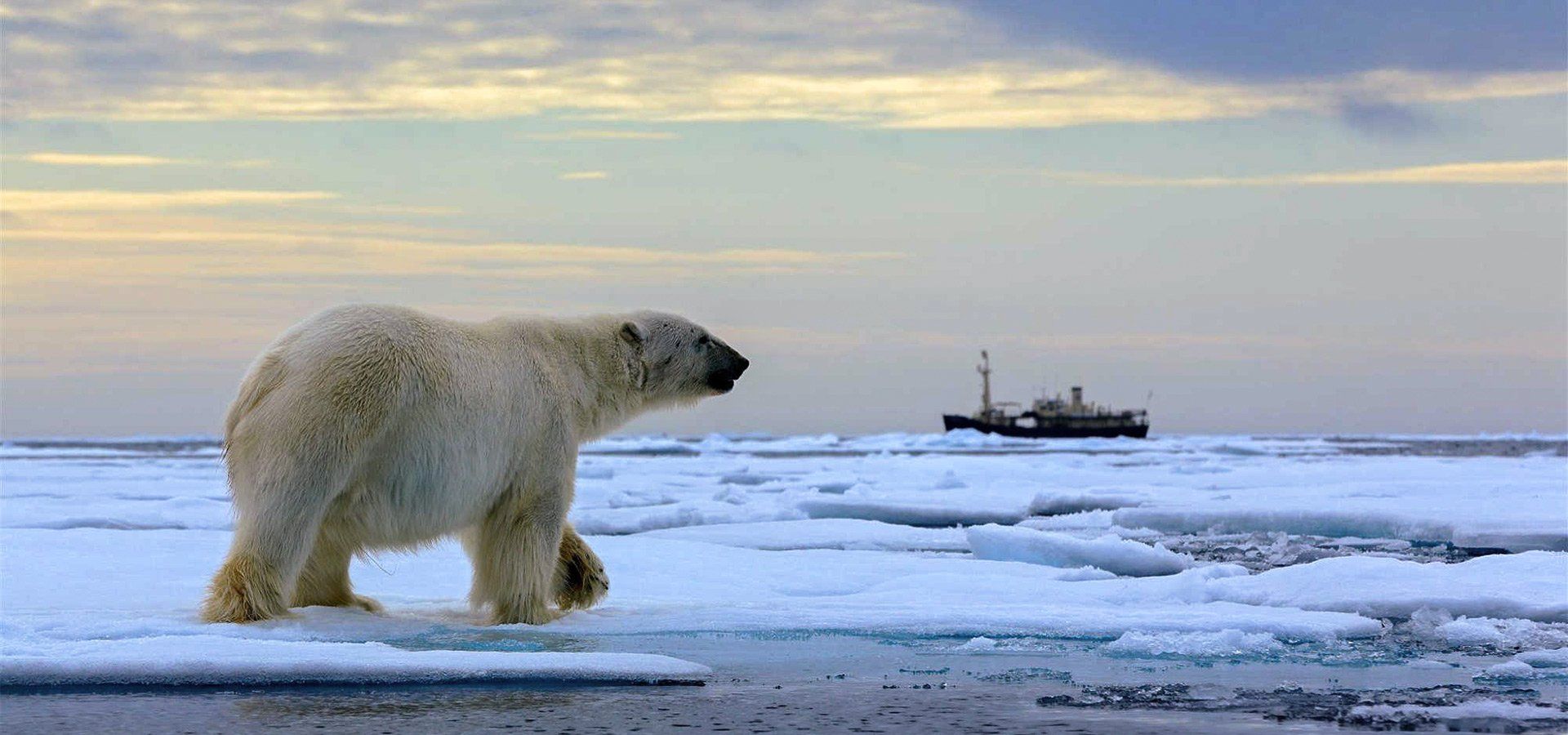 Polar bear walks on ice near an oil rig in the Arctic. Sky is a mix of blues and yellows.