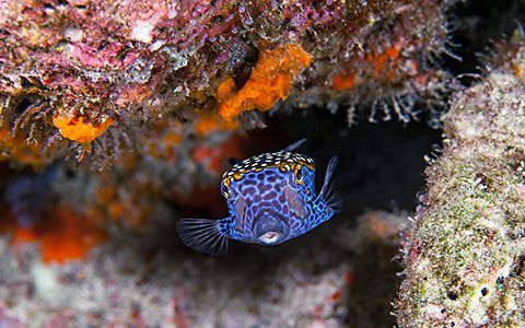 Blue and yellow boxfish swims near a coral reef, with orange and gray rocks.