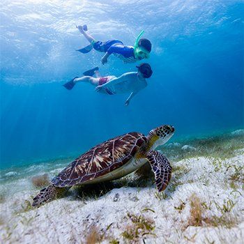 Two snorkelers swim near a sea turtle underwater.