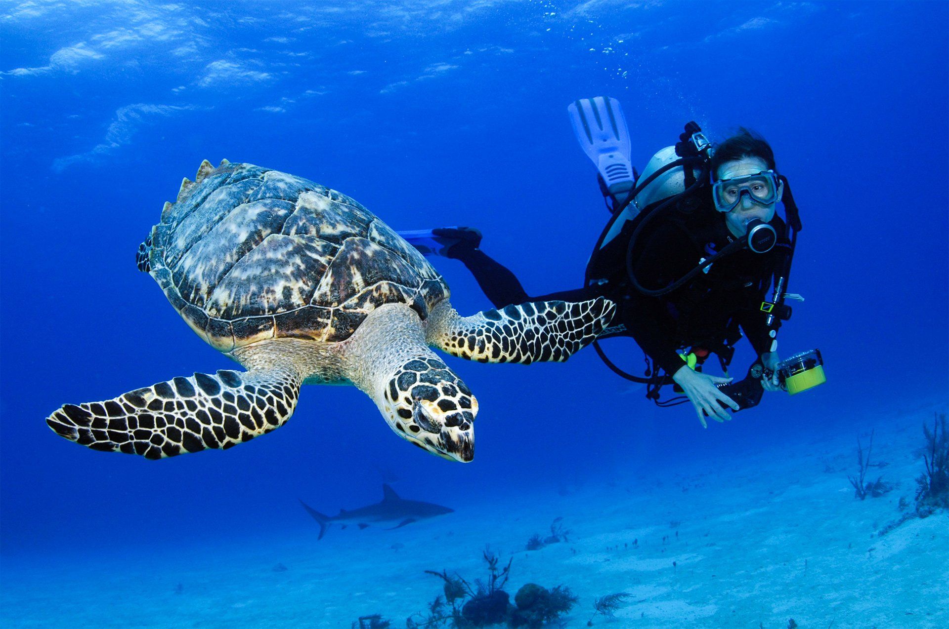 Diver swims underwater near a sea turtle; a small shark swims in the distance.