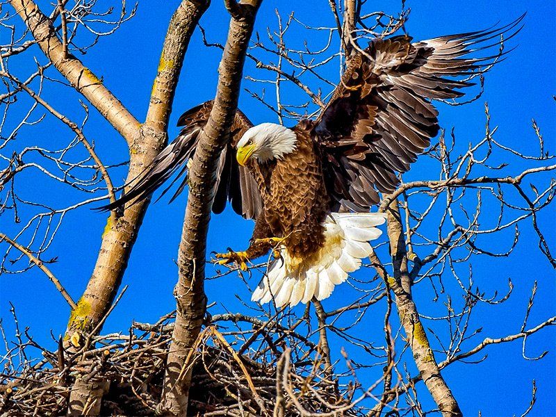 Bald eagle landing in nest with wings spread against a blue sky.