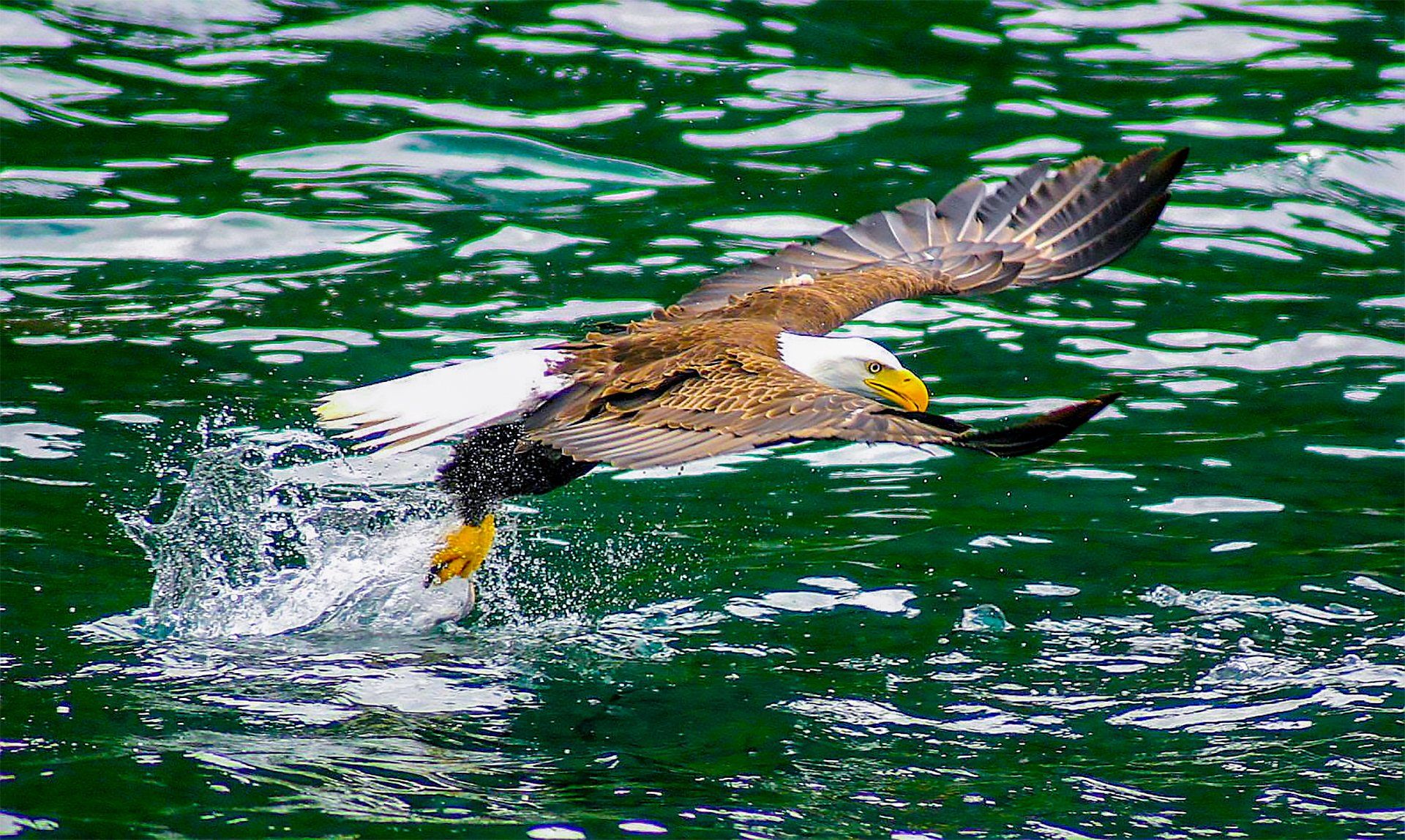 Bald eagle takes flight from water, wings spread, splashing water.