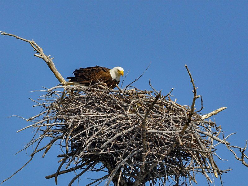 Bald eagle in nest, perched in a treetop against a blue sky.