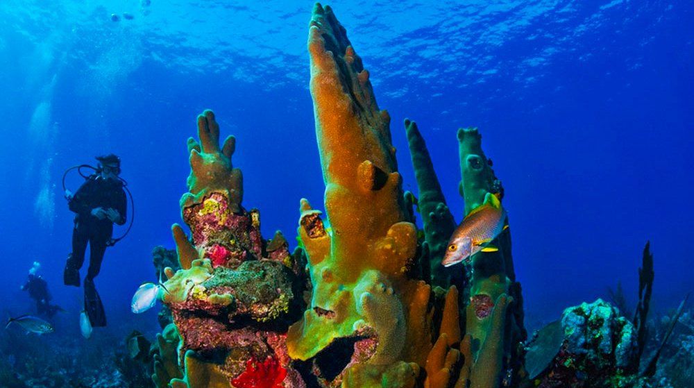 Divers near vibrant coral reef underwater.