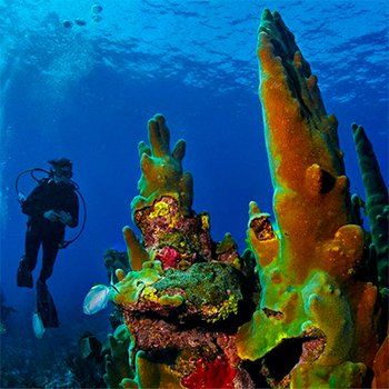 Scuba diver explores coral reef, brightly colored with blues and yellows.