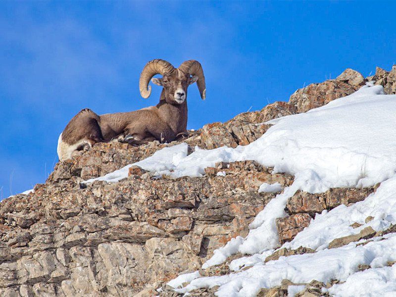 Bighorn sheep resting on a rocky mountain ledge with patches of snow against a blue sky.