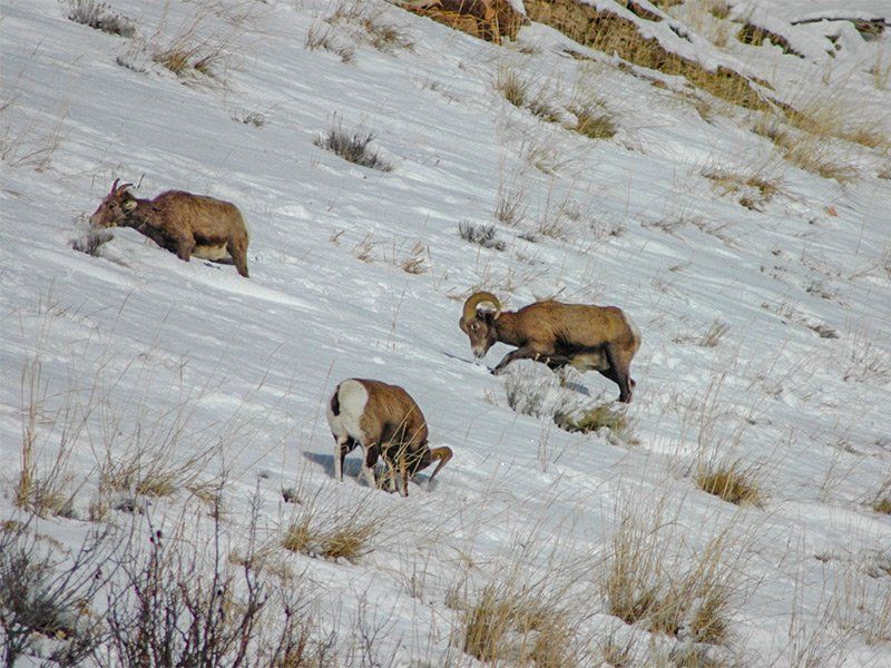 Three bighorn sheep on a snowy hillside; two with large curled horns, one grazing.