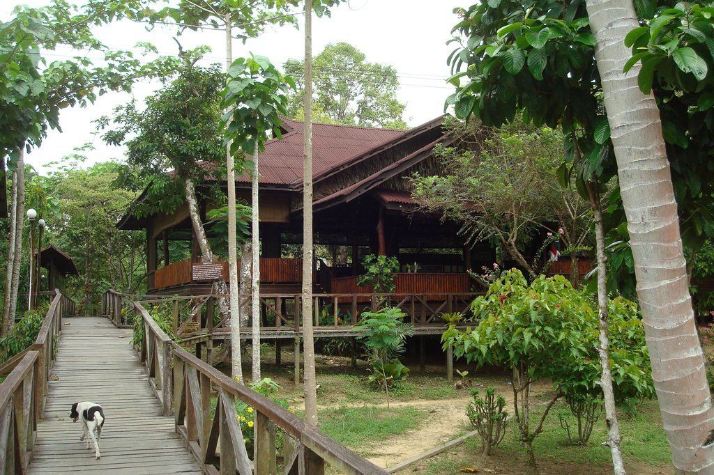 Wooden building with a bridge in a lush, green forest; a dog walks on the bridge.