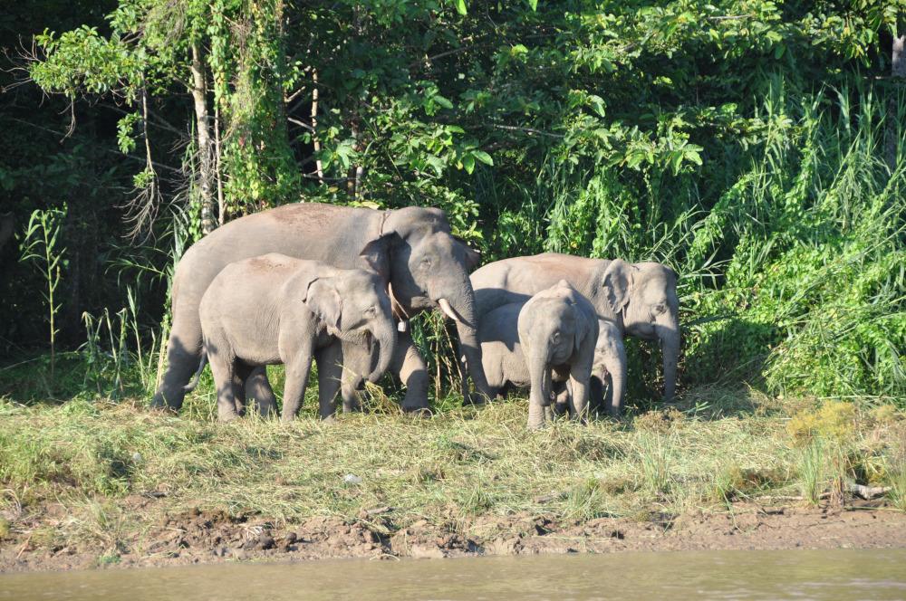 A herd of elephants standing near a body of water in a forest.