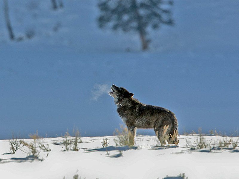 Wolf howling in a snowy field, breath visible in the cold air, with a tree and blue sky in the background.