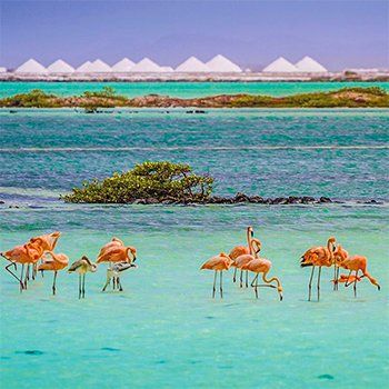 Pink flamingos wading in turquoise water with salt pyramids in the background.